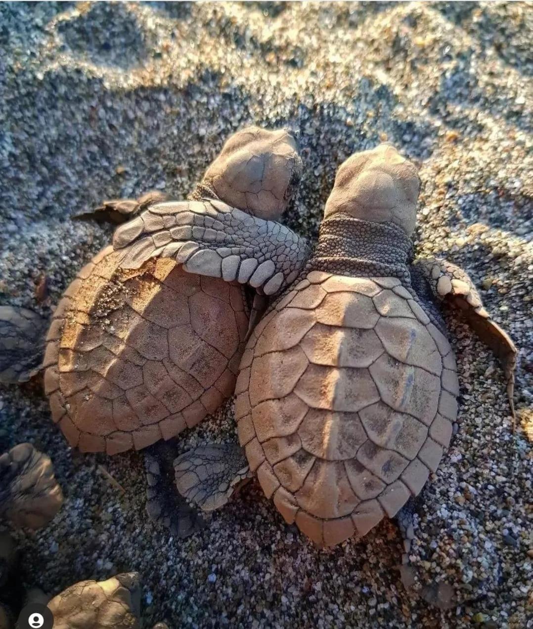 Safio. Una Casa En El Paraiso. Nuqui Bagian luar foto