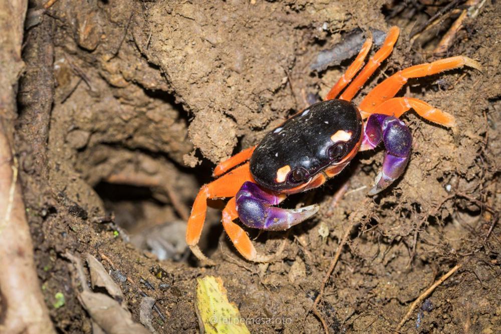 Safio. Una Casa En El Paraiso. Nuqui Bagian luar foto